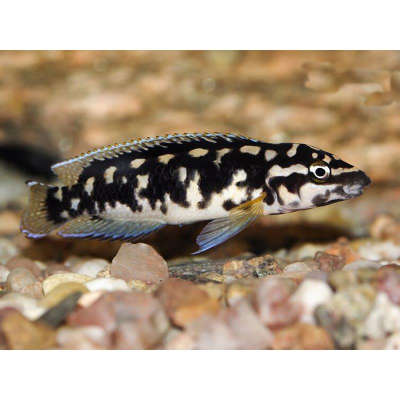 Julidochromis transcriptus - imagine 5